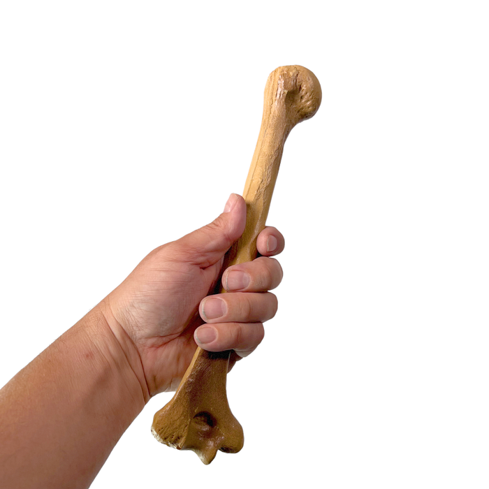 Realistic Lightweight Rigid Foam Humerus Prop - Prop Money Inc.