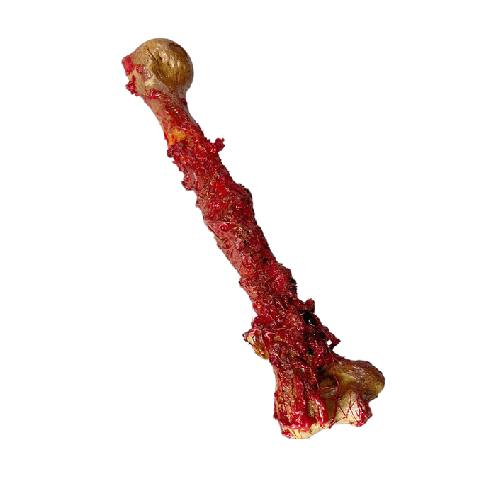 Realistic Lightweight Rigid Foam Humerus Prop - Prop Money Inc.