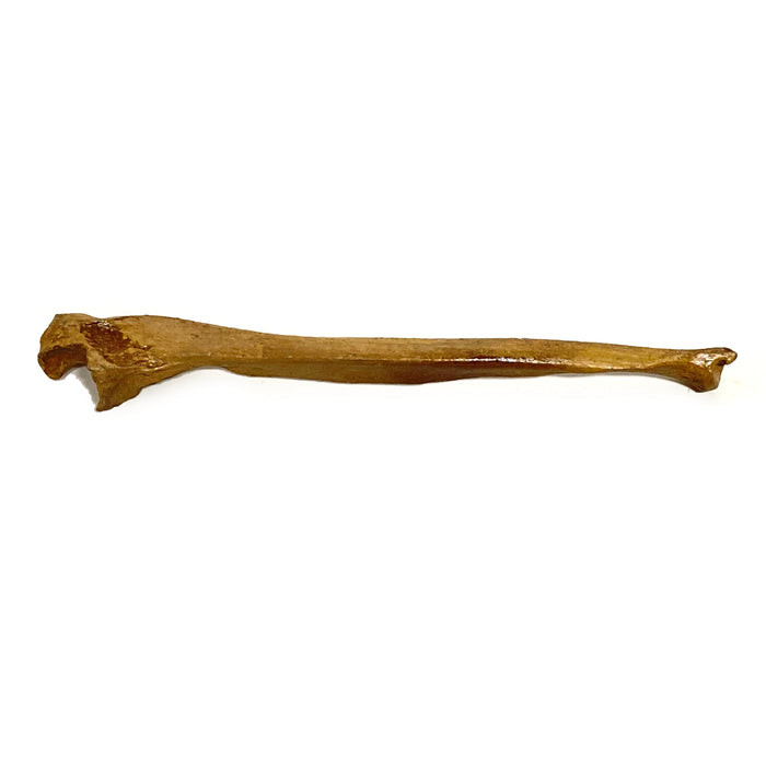Realistic Ulna Bone Lightweight Rigid Foam - Clean - Prop Money Inc.