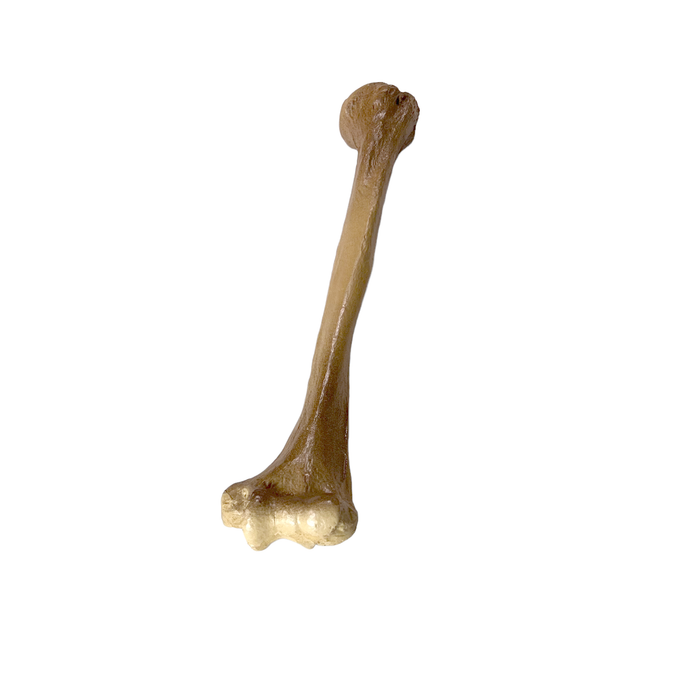 Realistic Lightweight Rigid Foam Humerus Prop - Prop Money Inc.