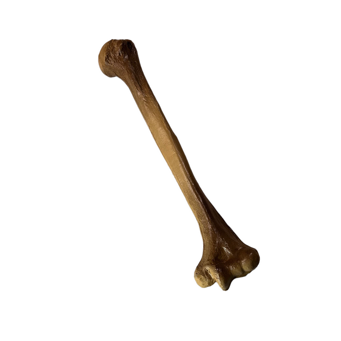 Realistic Lightweight Rigid Foam Humerus Prop - Prop Money Inc.