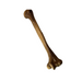 Realistic Lightweight Rigid Foam Humerus Prop - Prop Money Inc.