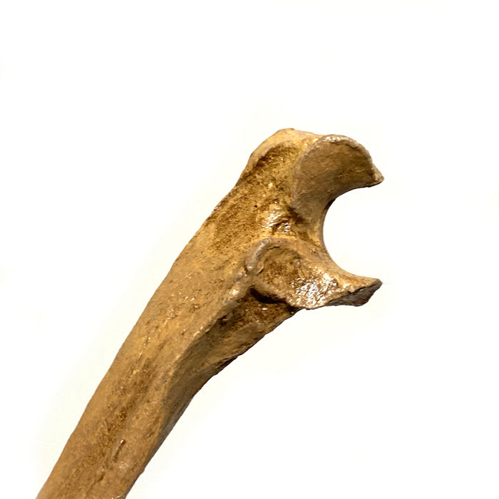 Realistic Ulna Bone Lightweight Rigid Foam - Clean - Prop Money Inc.