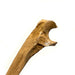 Realistic Ulna Bone Lightweight Rigid Foam - Clean - Prop Money Inc.