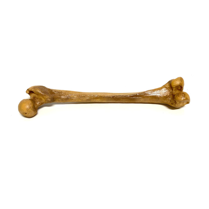 Femur Bone Special Effects Prop Clean - Prop Money Inc.